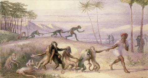 The Manners and Customs of Monkeys
